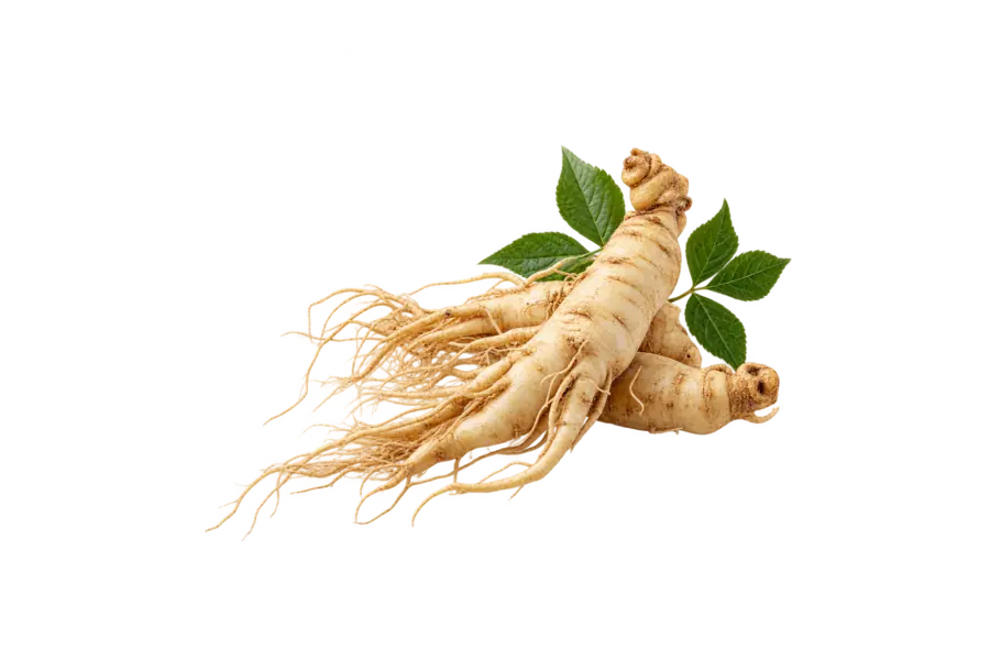 Base — ginseng root — Hermès Ginseng Biloba