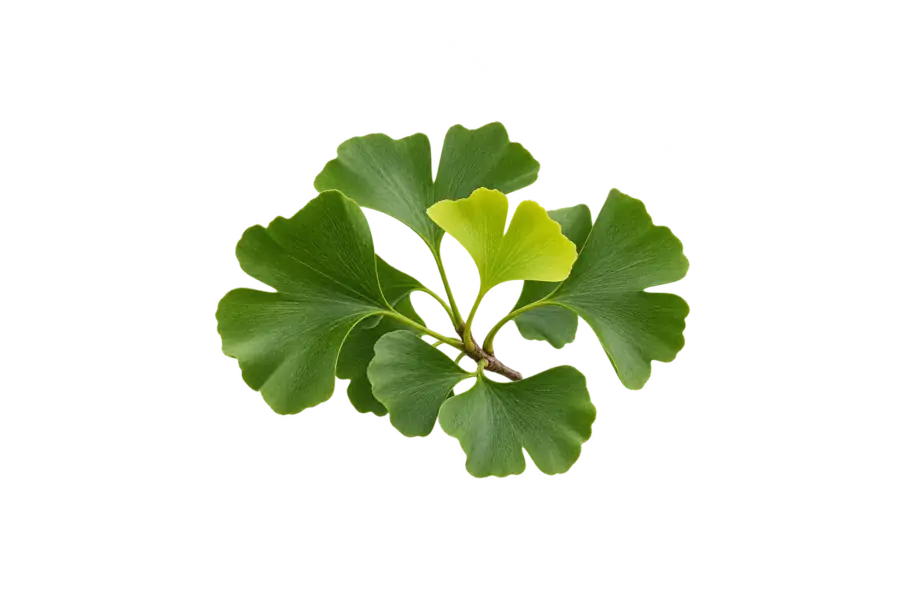 Top — ginkgo leaf — Hermès Ginseng Biloba